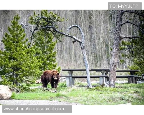 灰熊栖息地及生态环境变化对其生存现状和保护策略的影响分析